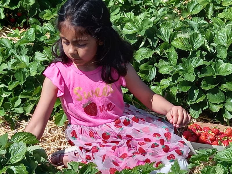 Erdbeeren pflücken